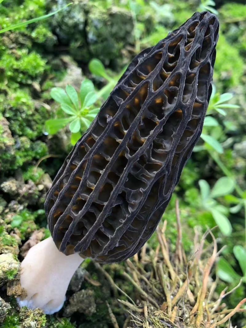 羊肚菌羊肚菌栽培种营养包栽培技术资料