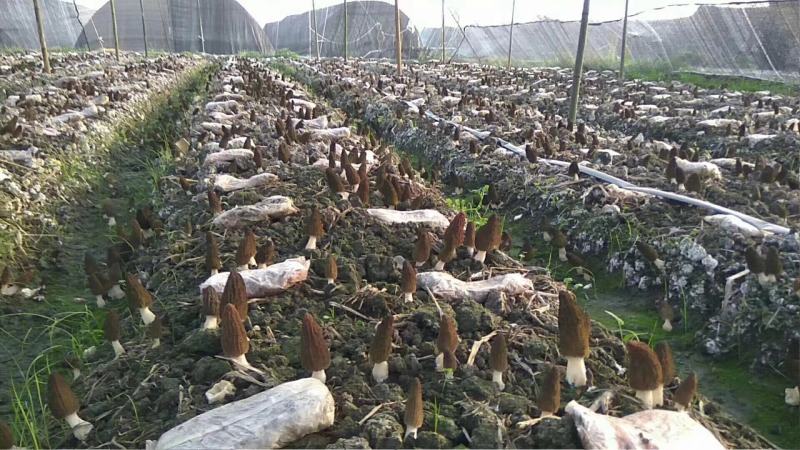 羊肚菌羊肚菌栽培种营养包栽培技术资料