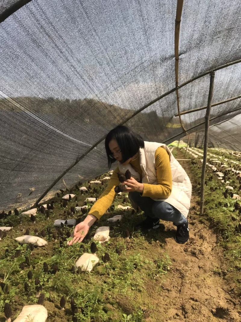 羊肚菌羊肚菌栽培种营养包栽培技术资料