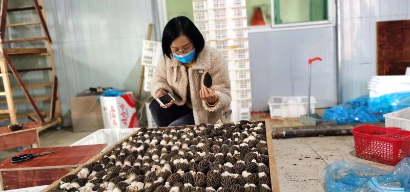 羊肚菌羊肚菌栽培种营养包栽培技术资料