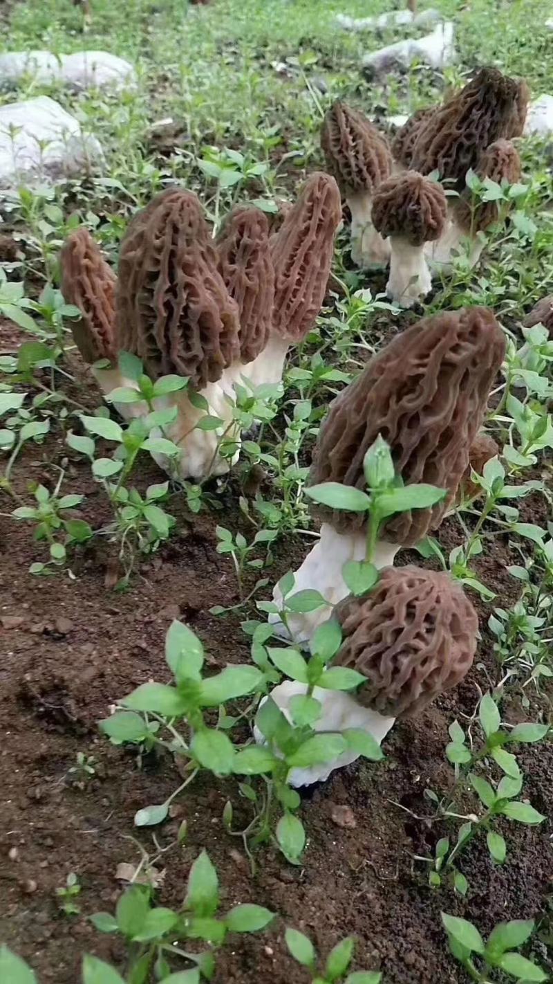 羊肚菌羊肚菌栽培种营养包栽培技术资料