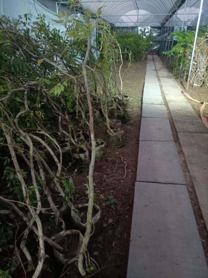 凌霄盆栽老兵苗圃专售各种大小规格的凌霄盆栽