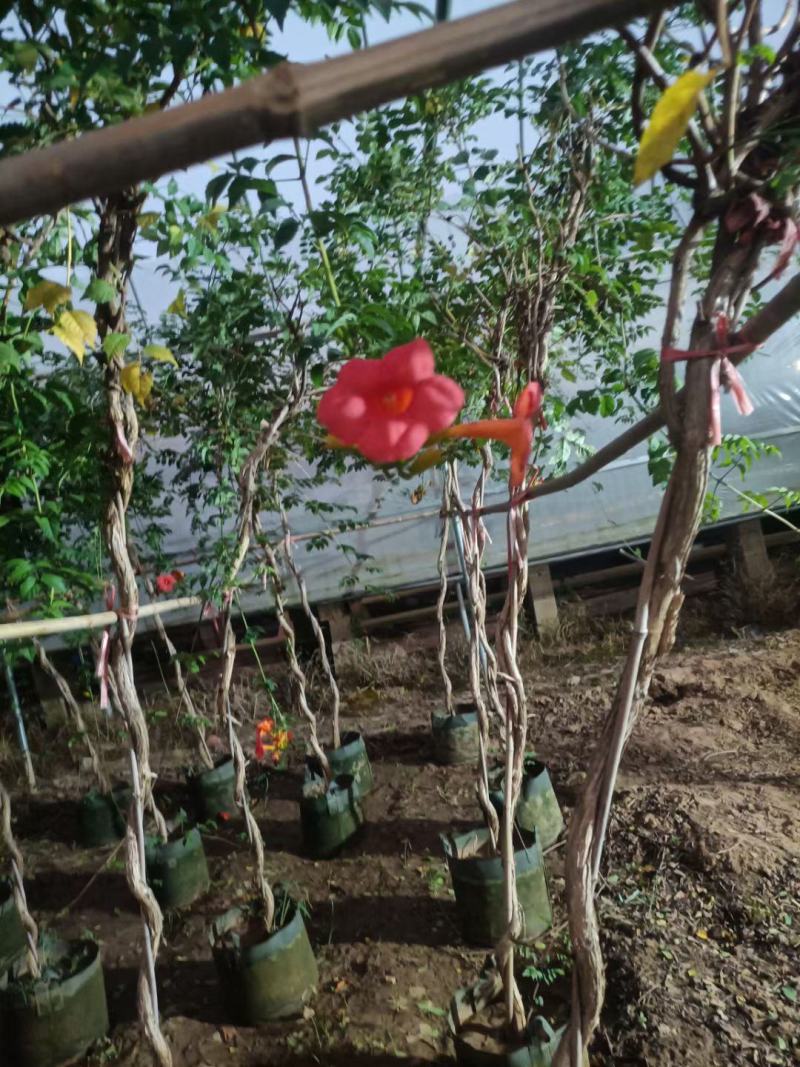 凌霄盆栽老兵苗圃专售各种大小规格的凌霄盆栽