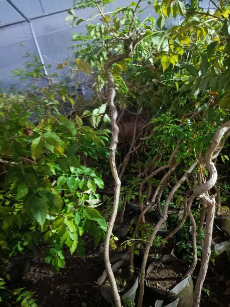 凌霄盆栽老兵苗圃专售各种大小规格的凌霄盆栽