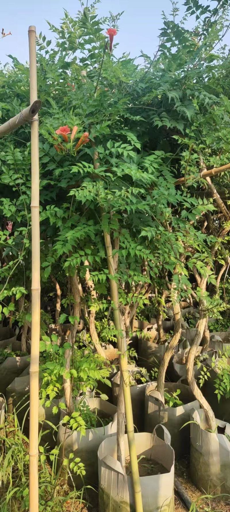 凌霄盆栽老兵苗圃专售各种大小规格的凌霄盆栽