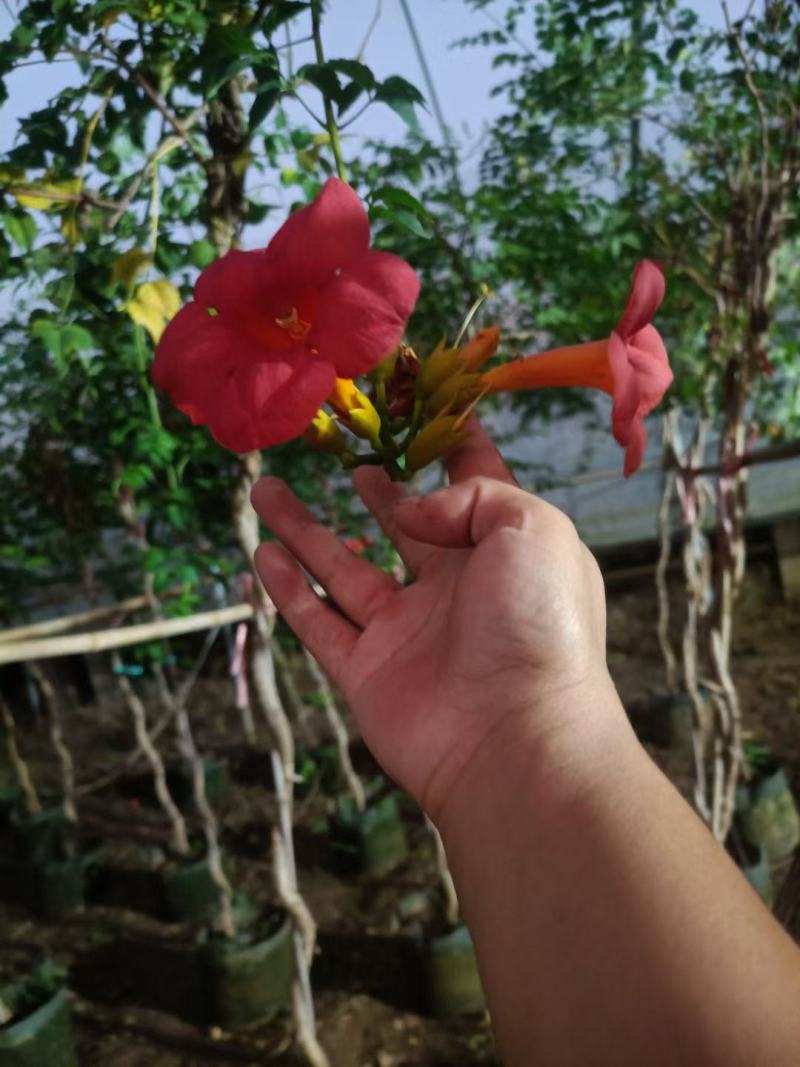 凌霄盆栽老兵苗圃专售各种大小规格的凌霄盆栽