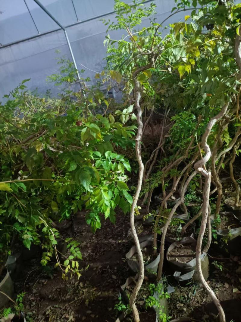 凌霄盆栽老兵苗圃专售各种大小规格的凌霄盆栽