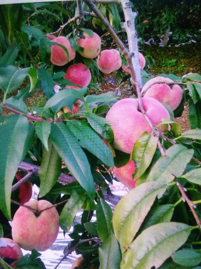山坡的中华寿桃以成熟