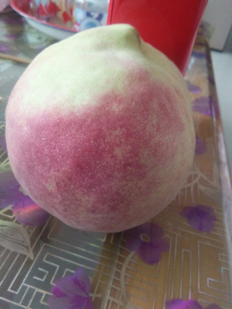 山坡的中华寿桃以成熟