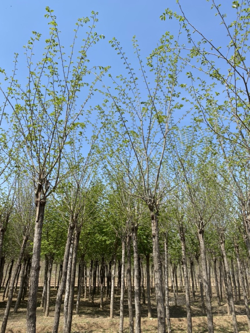 热销:长枝榆8公分10公分12公分15公分长枝榆