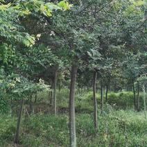 绿化乔木单杆朴树3-50公分，丛生朴树大量，