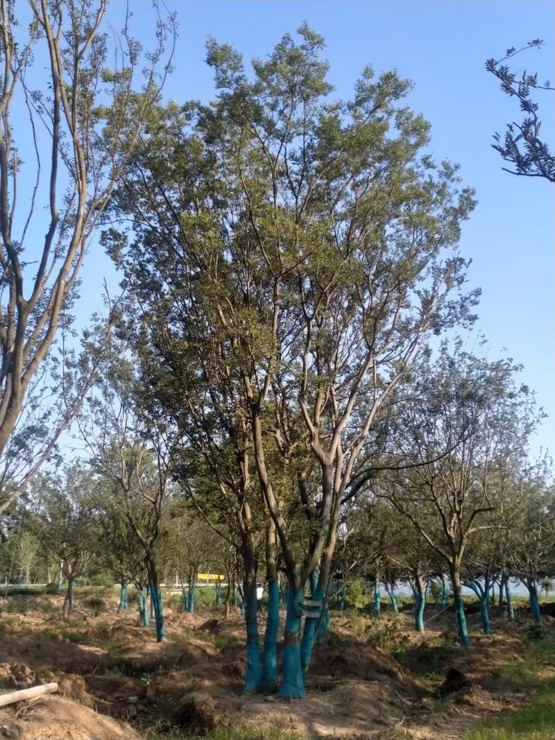 绿化乔木单杆朴树3-50公分，丛生朴树大量，