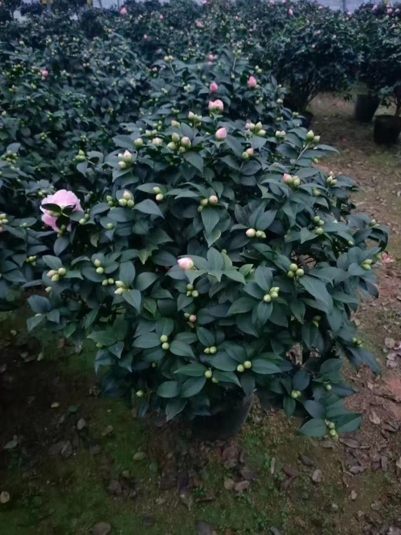 精品茶花，直销，花期长。花色纯正。量大供应