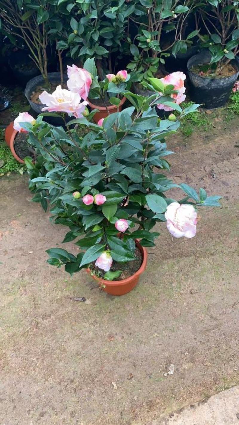 精品茶花，直销，花期长。花色纯正。量大供应
