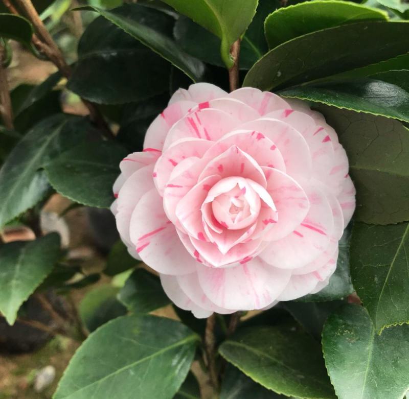 精品茶花，直销，花期长。花色纯正。量大供应