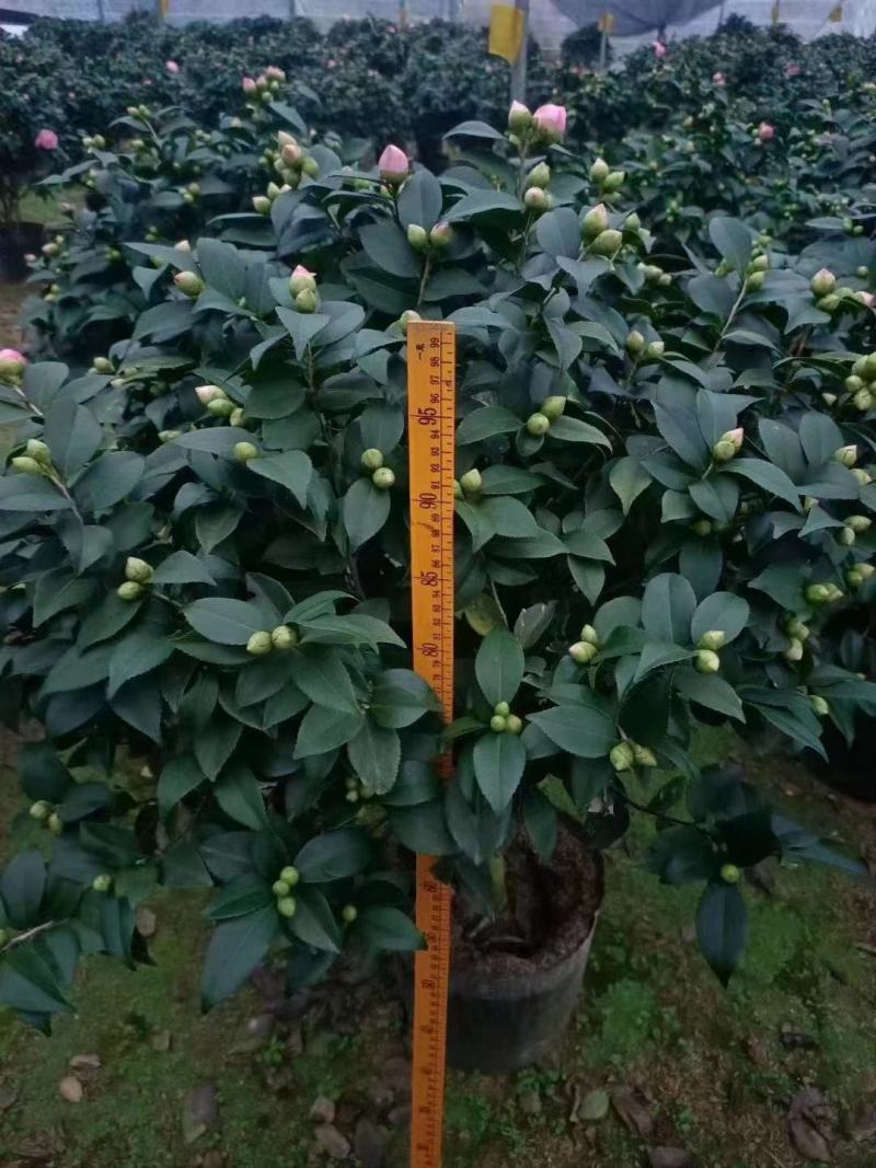 精品茶花，直销，花期长。花色纯正。量大供应