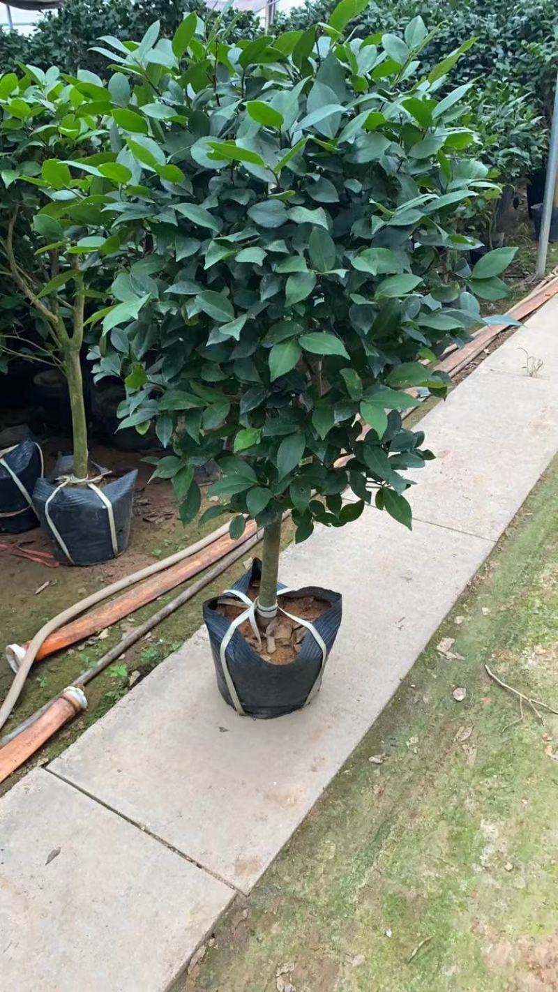 精品茶花，直销，花期长。花色纯正。量大供应