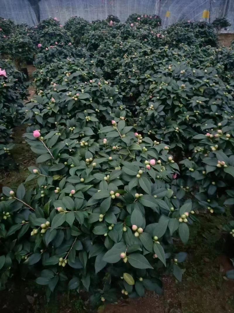 精品茶花，直销，花期长。花色纯正。量大供应