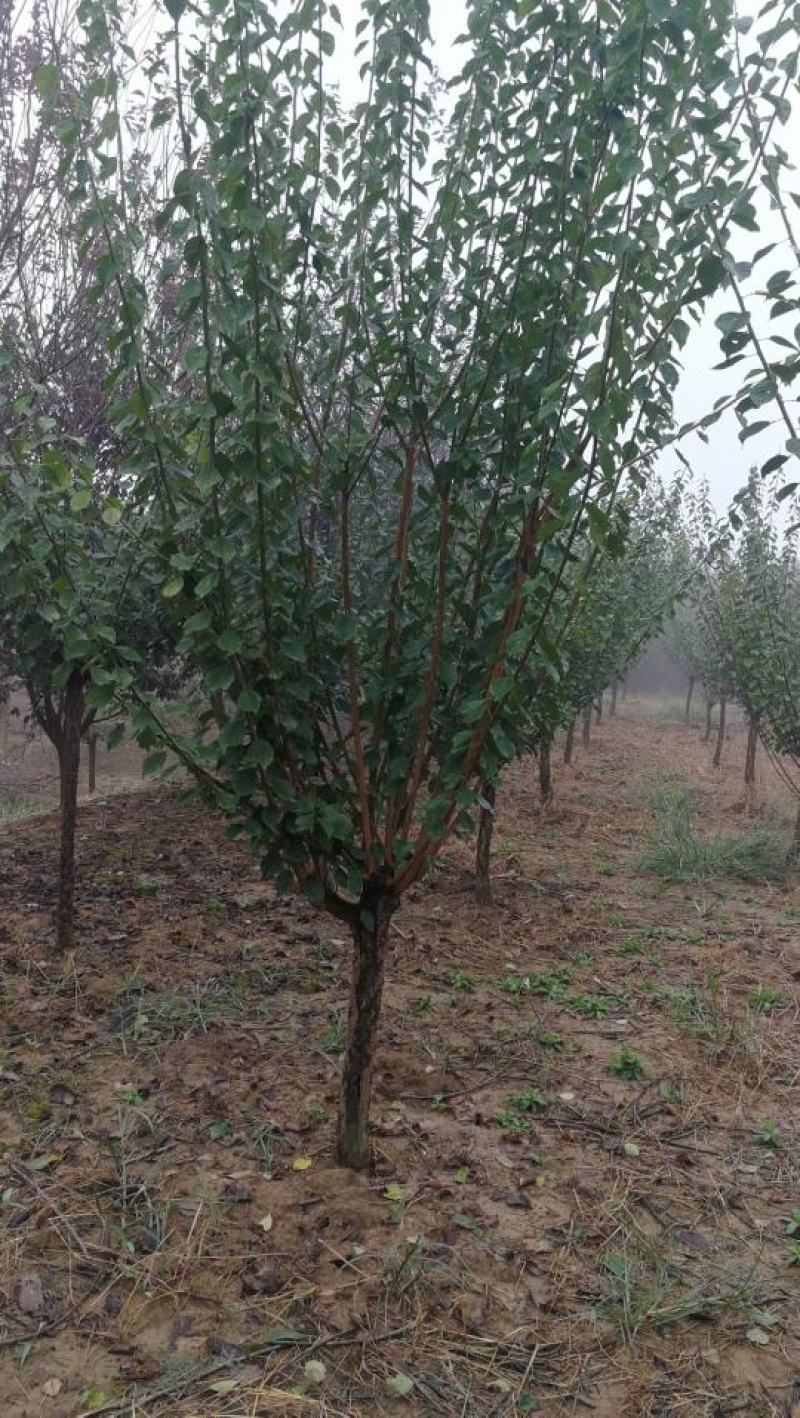 精品大量红梅5-15公分，