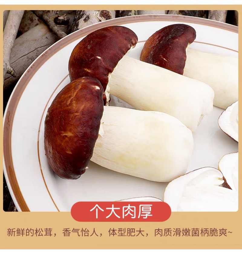 赤松茸菌种，大球盖菇菌种提供技术指导。三级栽培种有量可谈