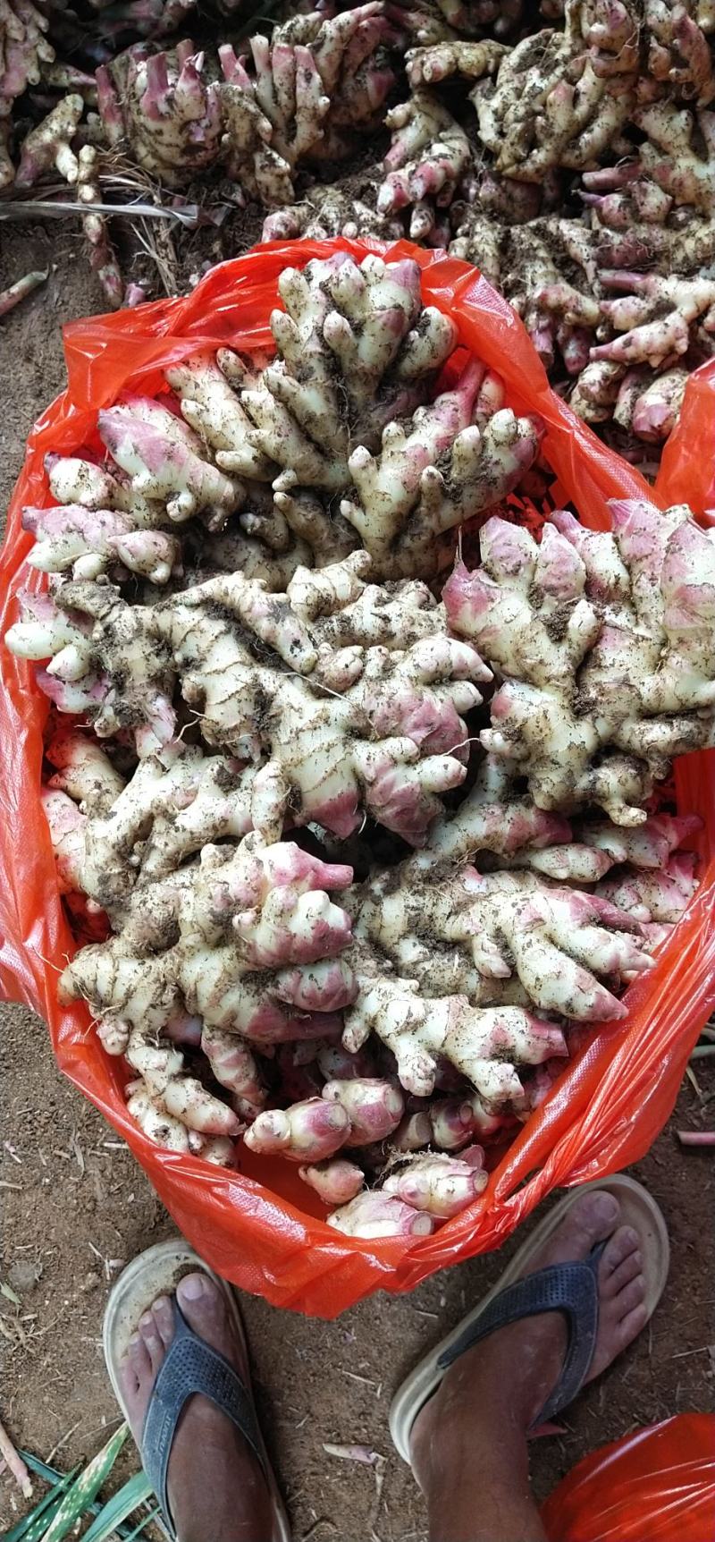 连山精品小黄姜，市场货，库存货，姜种，接单中，请联系。