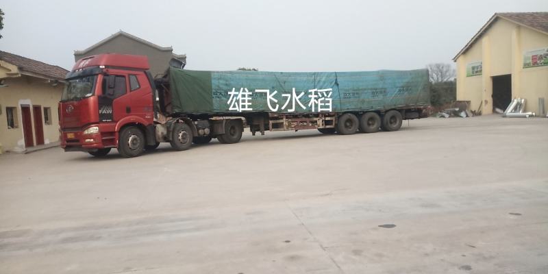 色选黄米鸡鸭鹅米酒米色选米二三选黄米加工