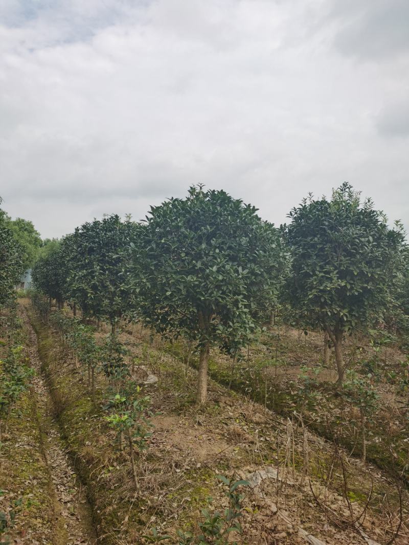 高杆桂花大量出售3-20公分，欢迎咨询，