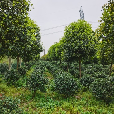 高杆桂花大量出售3-20公分，欢迎咨询，