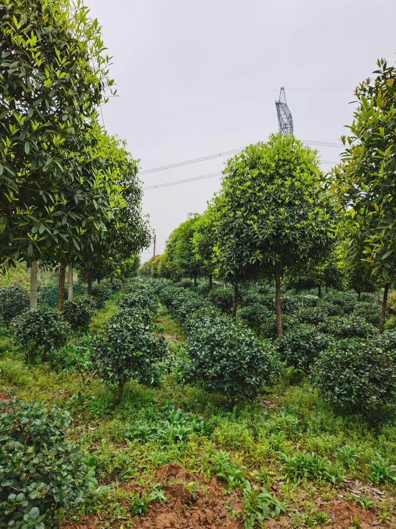 高杆桂花大量出售3-20公分，欢迎咨询，