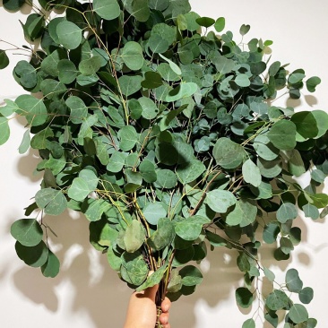 圆叶苹果尤加利叶永生花干花尤加利叶花瓶插花