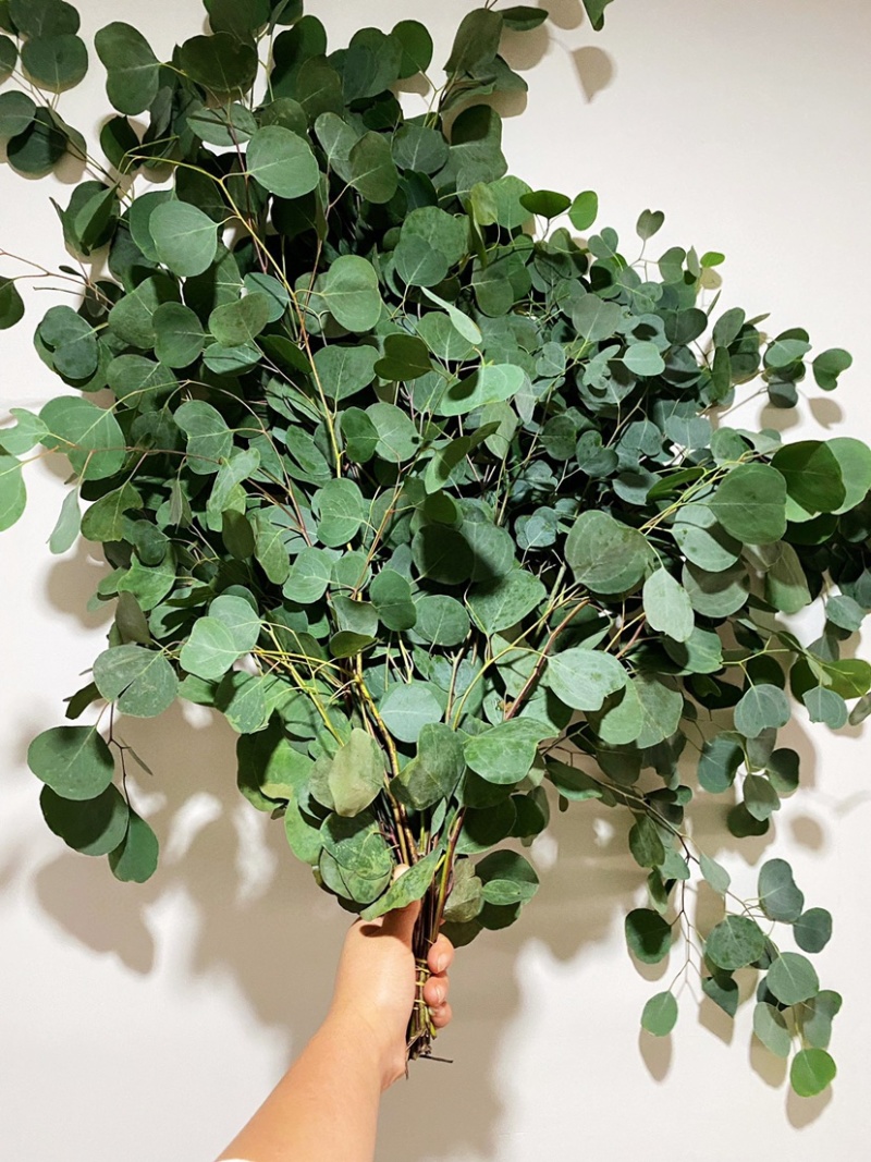 圆叶苹果尤加利叶永生花干花尤加利叶花瓶插花