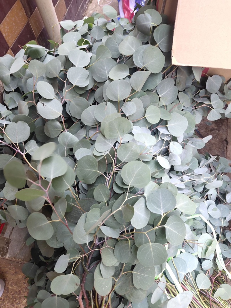 圆叶苹果尤加利叶永生花干花尤加利叶花瓶插花