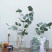 圆叶苹果尤加利叶永生花干花尤加利叶花瓶插花