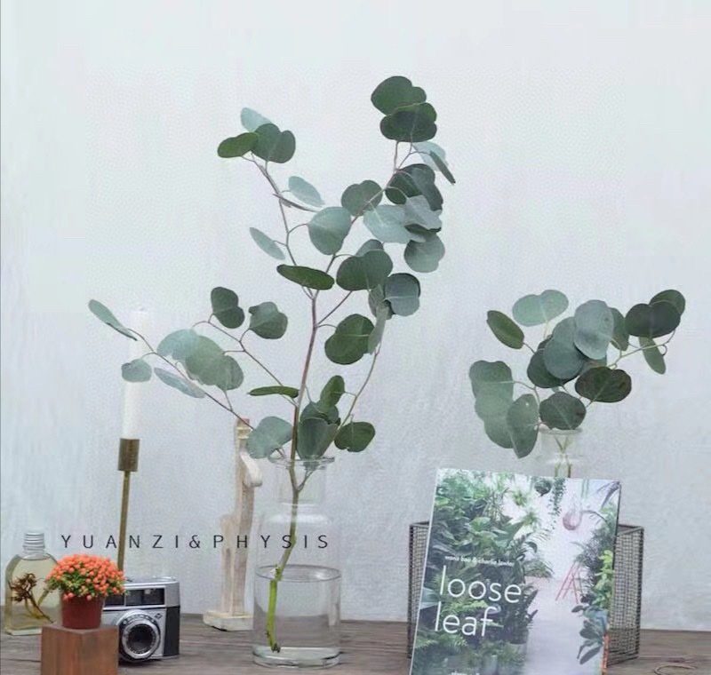 圆叶苹果尤加利叶永生花干花尤加利叶花瓶插花