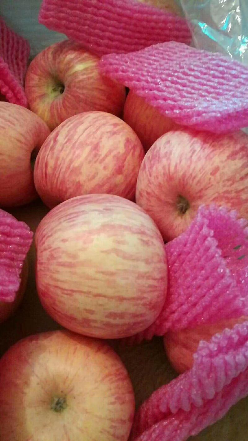 红富士苹果上市了山东苹果产地现货脆甜电商供货