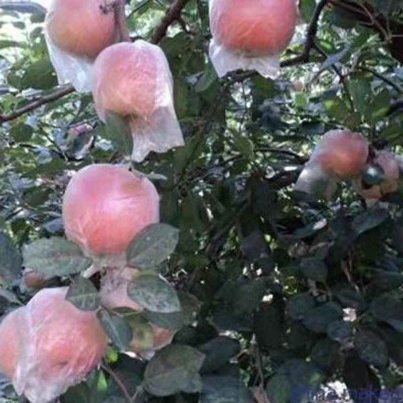 红富士苹果上市了山东苹果产地现货脆甜电商供货