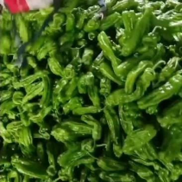 山东薄皮芜湖辣椒大量供应电商一件代发