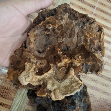 海南尖峰岭深山桑黄