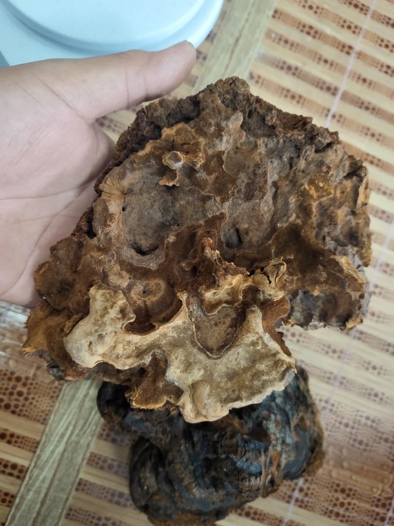 海南尖峰岭深山桑黄