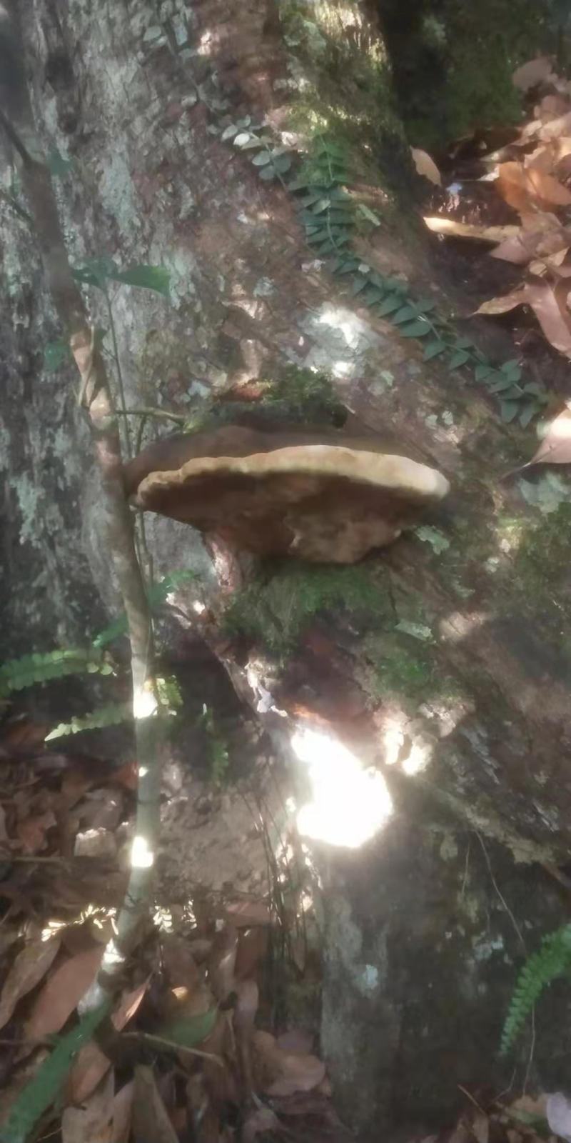 海南尖峰岭深山桑黄