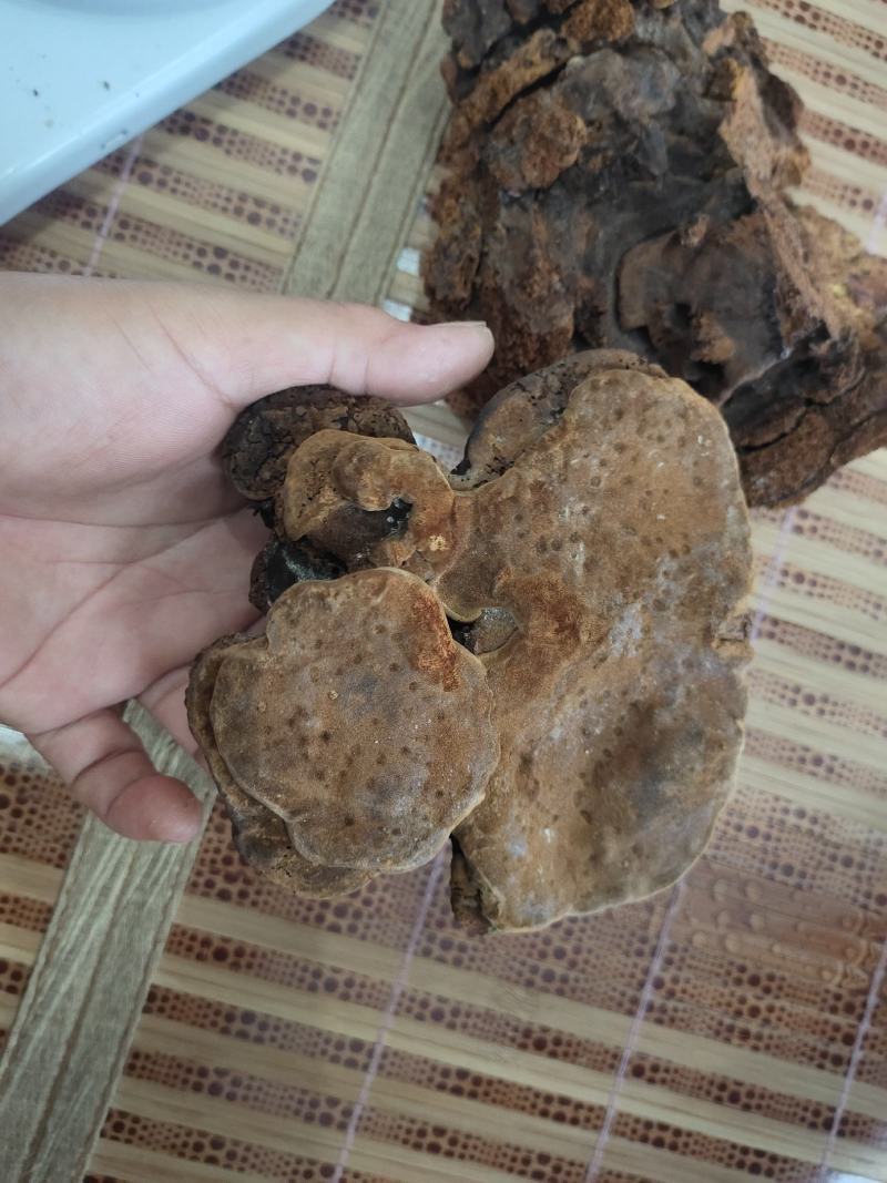 海南尖峰岭深山桑黄