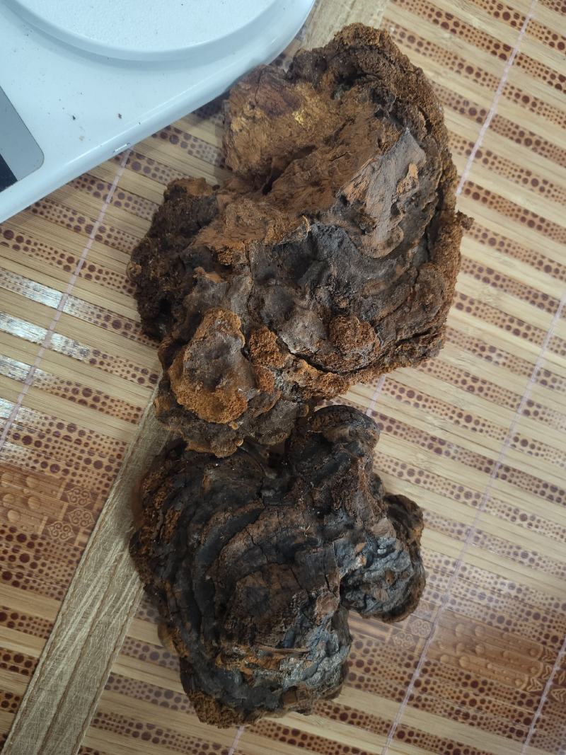 海南尖峰岭深山桑黄