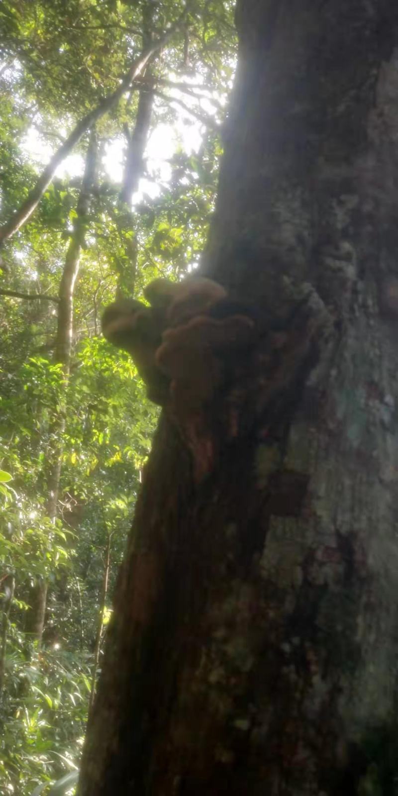 海南尖峰岭深山桑黄
