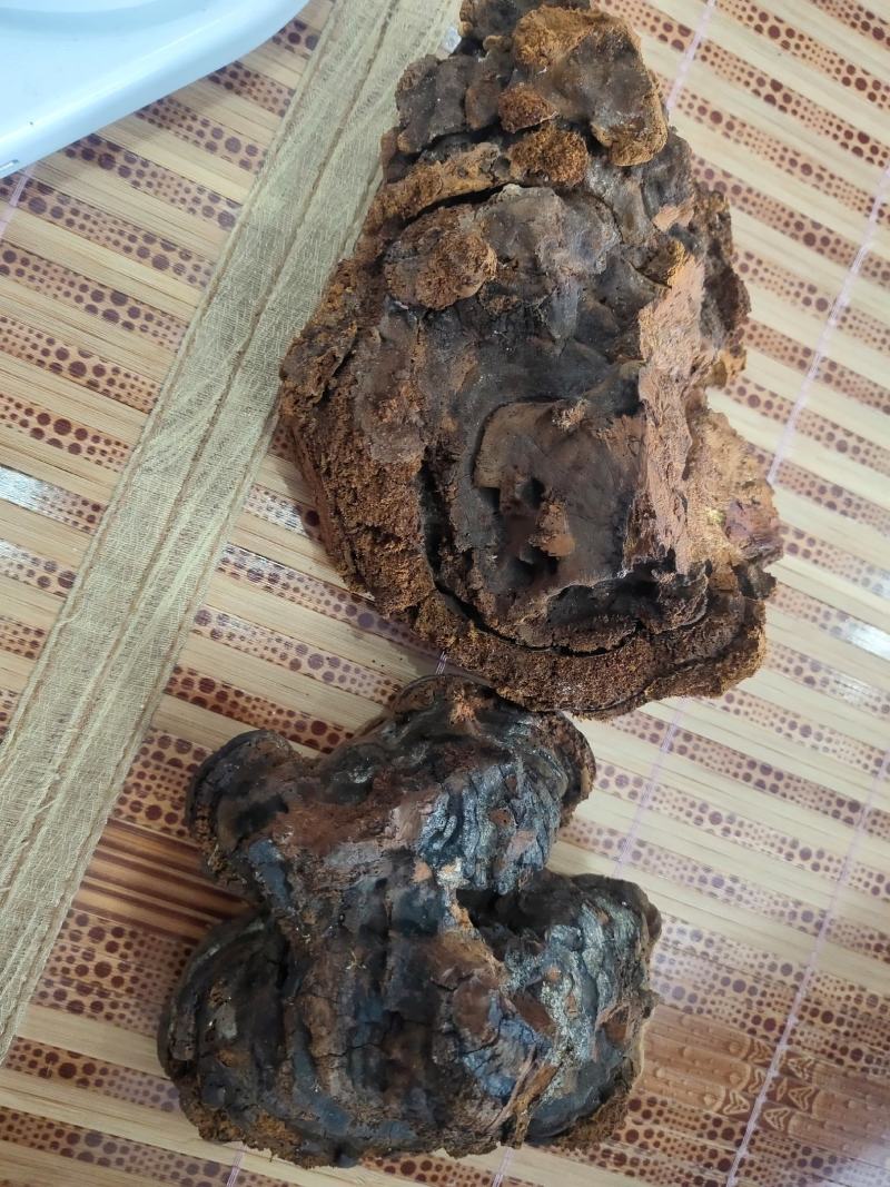 海南尖峰岭深山桑黄