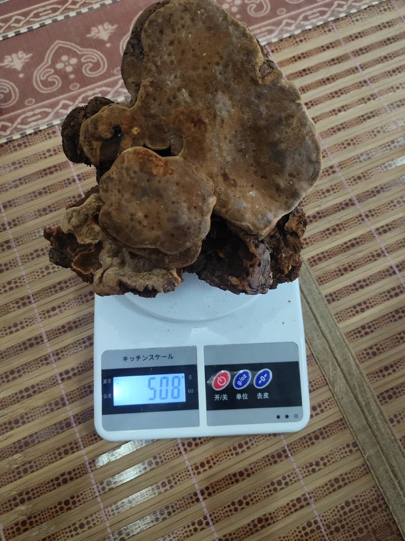 海南尖峰岭深山桑黄