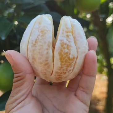 口感好，微酸，水份足，对接电商，超市，社团，市场欢迎垂询