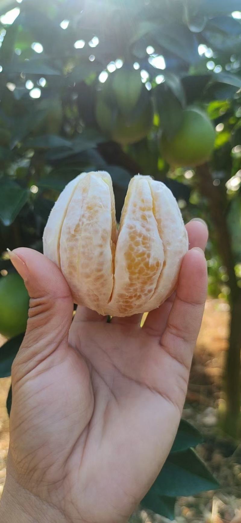 口感好，微酸，水份足，对接电商，超市，社团，市场欢迎垂询