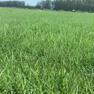百慕大，马尼拉，混播果领草质优价廉，欢迎咨询