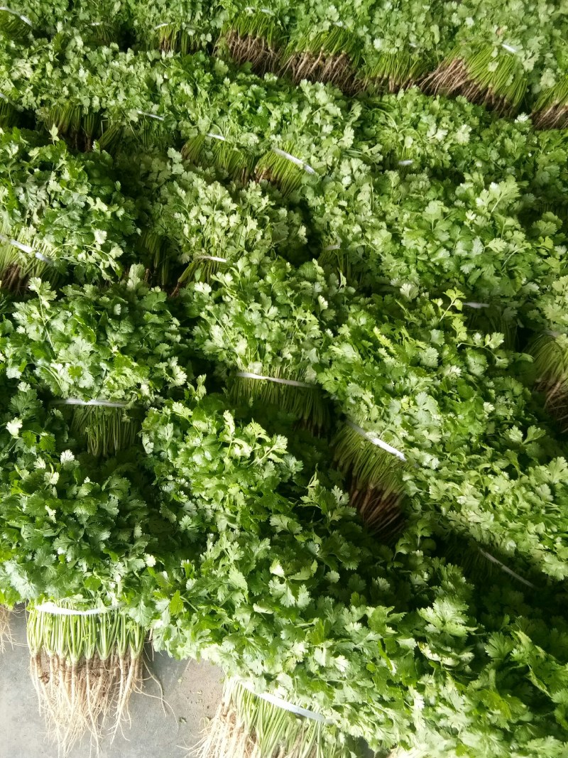 香菜（新鮮香菜现货）