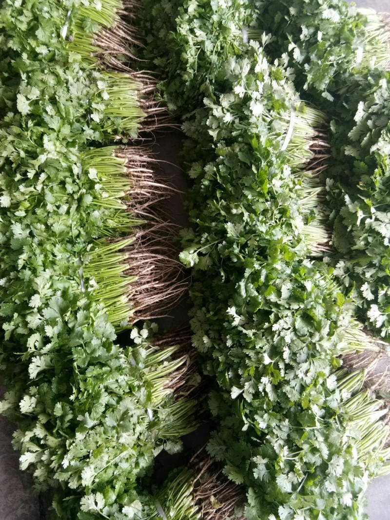 香菜（新鮮香菜现货）